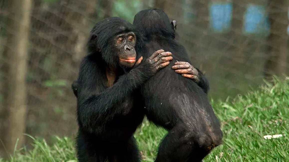 2 bonobos en train de se faire des calins