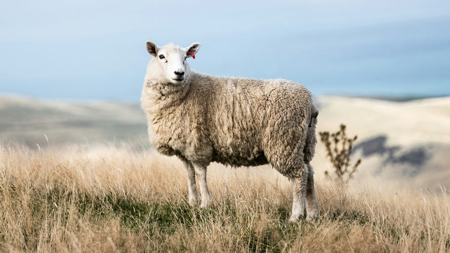 un mouton debout sur la pente d'une colline